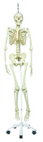 3B Scientific® Functional Physiological Skeleton