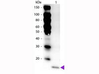 Anti-IL17F Rabbit Polyclonal Antibody (HRP (Horseradish Peroxidase))