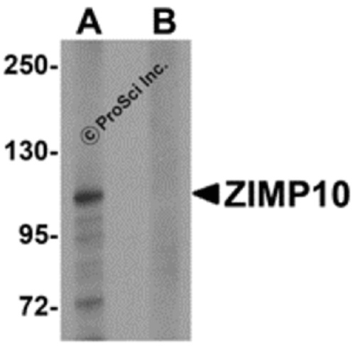 ZIMP10 antibody