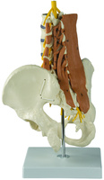 Rudiger® Lumbar Spine Musculature