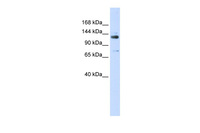 Anti-GTF2I Rabbit Polyclonal Antibody