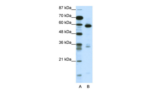 MBD1 Antibody