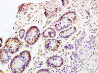 Anti-SLC3A2 Rabbit Polyclonal Antibody