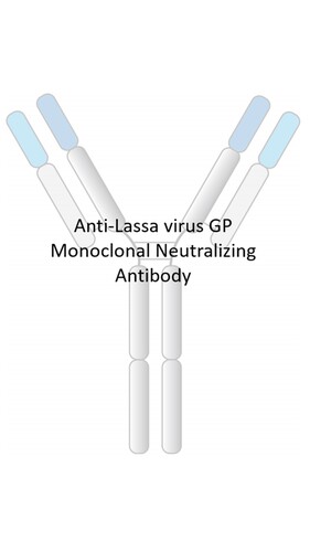 Anti-Lassa Virus Human Monoclonal Antibody [clone: RV32]