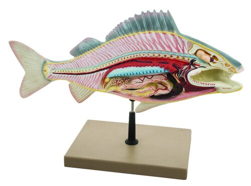 Model Fish Dissection-Perch Big