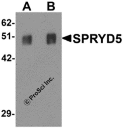 SPRYD5 antibody