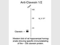Anti-CLVS1 Rabbit Polyclonal Antibody