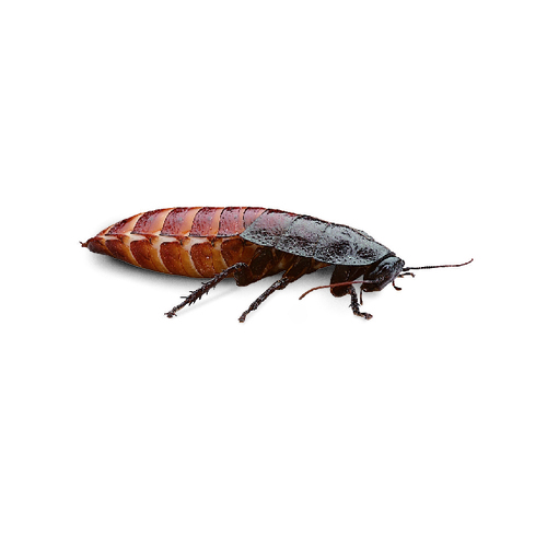GIANT HISSING ROACH GROMPHADORHINA PM