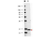 Anti-IL17F Rabbit Polyclonal Antibody