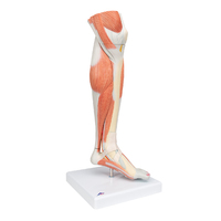 3B Scientific® Muscled Lower Leg And Knee