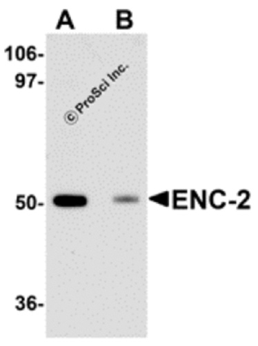 ENC-2 antibody