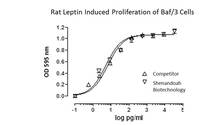 Rat Recombinant Leptin (from E. coli)