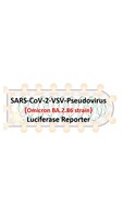 VSV-Pseudovirus_SARS-CoV-2 Omicron BA.2.86 Luciferase