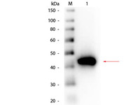 Anti-PGA5 Goat Polyclonal Antibody (HRP (Horseradish Peroxidase))