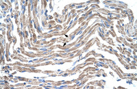 Anti-CLDN11 Rabbit Polyclonal Antibody