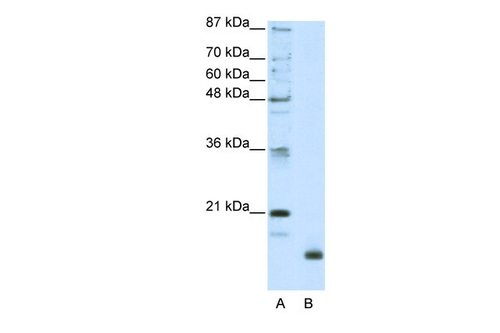 RPL32 Antibody
