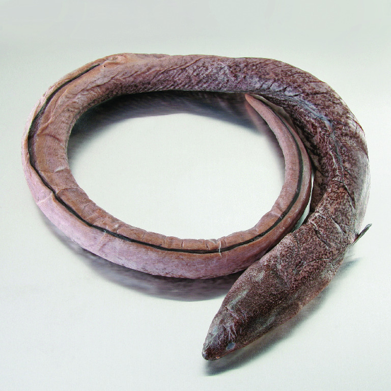 Moray Eel Preserved Animal Materials