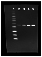 ProLite™ His-Tag Protein Gel Staining Kit