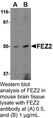 Antibody FEZ2 0.1MG
