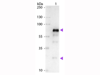 Anti-IgG Goat Polyclonal Antibody (AP (Alkaline Phosphatase))