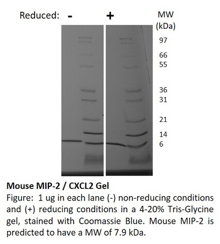 Mouse Recombinant MIP-2 / CXCL2 (from <i>E. coli</i>)