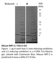 Mouse Recombinant MIP-2 / CXCL2 (from E. coli)