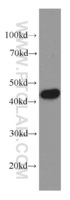 Anti-TIMM44 Mouse Monoclonal Antibody [clone: 4G7D4]