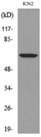 Anti-Heparanase 1 Rabbit Polyclonal Antibody