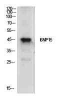 Anti-BMP15 Rabbit Polyclonal Antibody