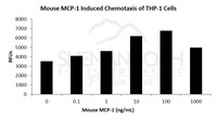 Mouse Recombinant MCP-1 / CCL2 (from E. coli)