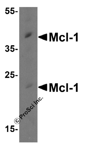 MCL-1 antibody