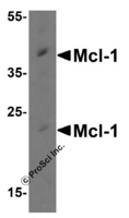 Anti-MCL1 Rabbit Polyclonal Antibody
