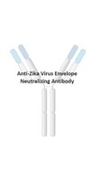 Anti-Zika Human Monoclonal Antibody [clone: RV9]
