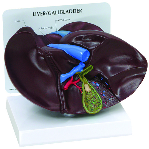MODEL INTRODUCTORY LIVER