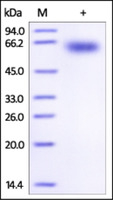 Human Recombinant PD16 (from HEK293 Cells)