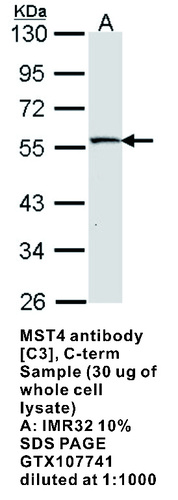 Rabbit Polyclonal antibody to MST4
