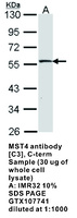 Anti-STK26 Rabbit Polyclonal Antibody