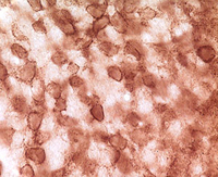 Anti-pan synuclein Rabbit Polyclonal Antibody