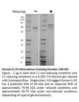 Human Recombinant IL-35 Heterodimer (from E. coli)
