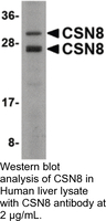 Anti-CSN8 Rabbit Polyclonal Antibody