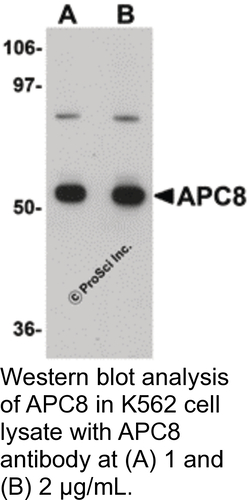 Antibody APC8 0.1MG