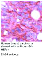 Anti-ERBB4 Rabbit Polyclonal Antibody