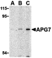 Anti-ATG7 Rabbit Polyclonal Antibody