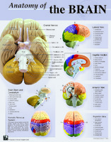 Denoyer-Geppert® Human Anatomy Charts