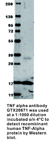 Rabbit Polyclonal antibody to TNF alpha (tumor necrosis factor)