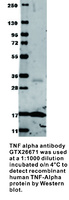 Anti-TNFA Rabbit Polyclonal Antibody