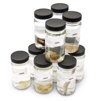 Ward's® Individual Dissection Specimens