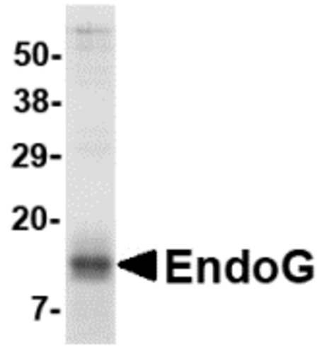 EndoG Fragment Recombinant Protein Host: E.coli, EndoG