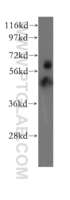 Anti-EHD4 Rabbit Polyclonal Antibody