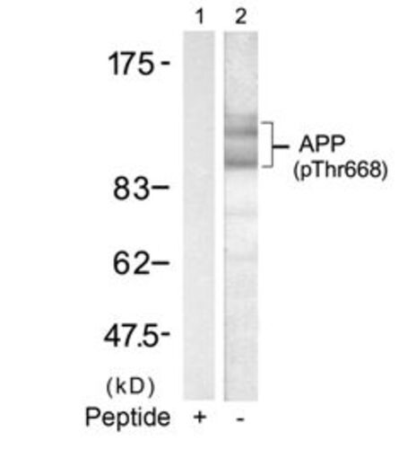 APP (phospho 668) Antibody
